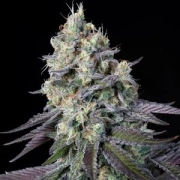 Purple Mints Feminized cannabis flower bud by Paradise Seeds