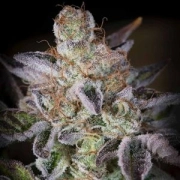 Sweetopia Feminized cannabis flower bud by Paradise Seeds