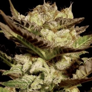Durga Mata Feminized cannabis flower bud by Paradise Seeds