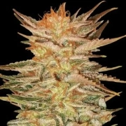 Ice Cream Feminized cannabis flower bud by Paradise Seeds