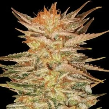 Ice Cream Feminized cannabis flower bud by Paradise Seeds