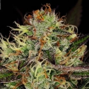 Chocolate Wafflez Feminized cannabis flower bud by Paradise Seeds