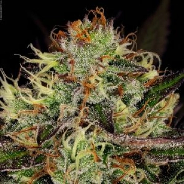 Chocolate Wafflez Feminized cannabis flower bud by Paradise Seeds