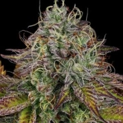 Apricot Candy Feminized cannabis flower bud by Paradise Seeds