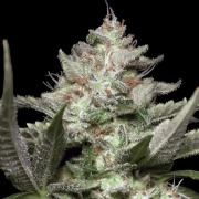 Auto Kong 4 Autoflowering cannabis flower bud by Paradise Seeds