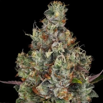 Rainbow Road Feminized cannabis flower bud by Paradise Seeds