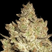 Jacky White Feminized cannabis flower bud by Paradise Seeds