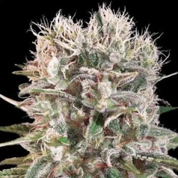 Wappa Feminized cannabis flower bud by Paradise Seeds