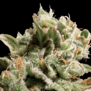 Dutch Dragon Feminized cannabis flower bud by Paradise Seeds