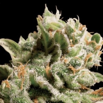 Dutch Dragon Feminized cannabis flower bud by Paradise Seeds