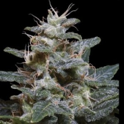 Sweet Purple Feminized cannabis flower bud by Paradise Seeds