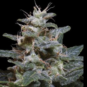 Sweet Purple Feminized cannabis flower bud by Paradise Seeds