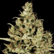 Delahaze Feminized cannabis flower bud by Paradise Seeds