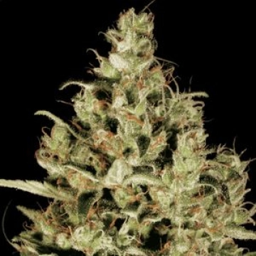 Delahaze Feminized cannabis flower bud by Paradise Seeds