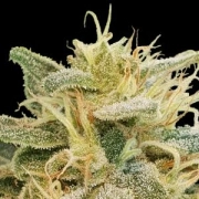 CBDrelief Feminized cannabis flower bud by Paradise Seeds