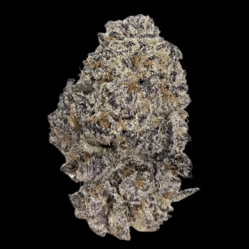 Original Oreoz Feminized cannabis flower bud by Growers Choice