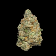 Apple Fritter Autoflower Autoflowering cannabis flower bud by Growers Choice