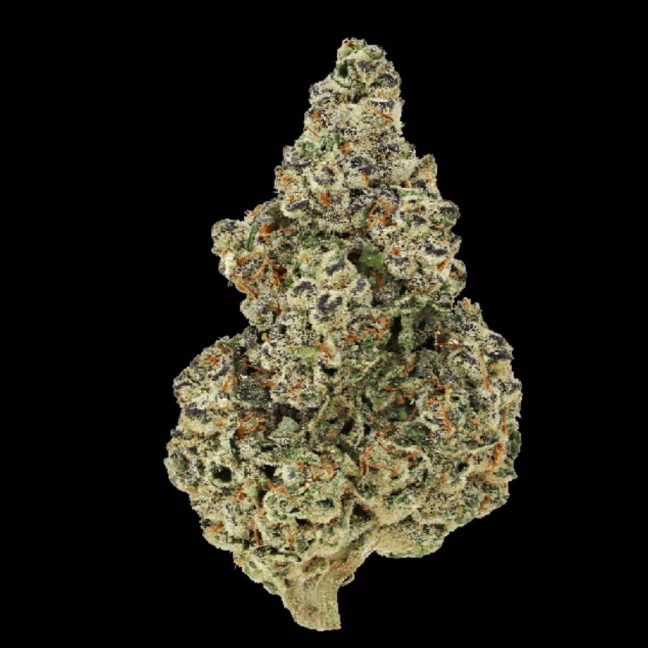Crazy Roses Fast Version – Growers Choice – Feminized