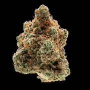 Monkey Glue Feminized cannabis flower bud by Growers Choice