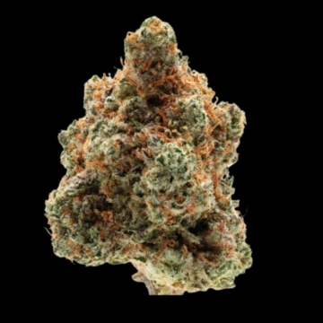 Monkey Glue Feminized cannabis flower bud by Growers Choice