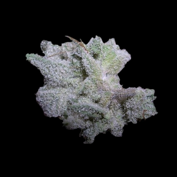 Braindamage Autoflowering cannabis flower bud by Growers Choice