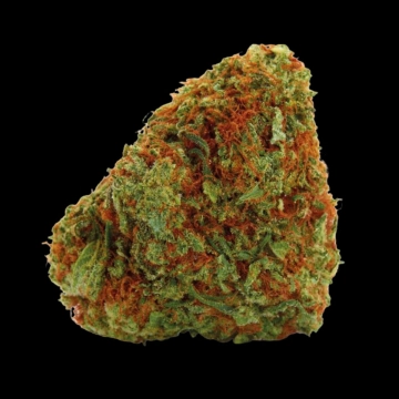 Bubblegum x Fat HOG Feminized cannabis flower bud by Growers Choice