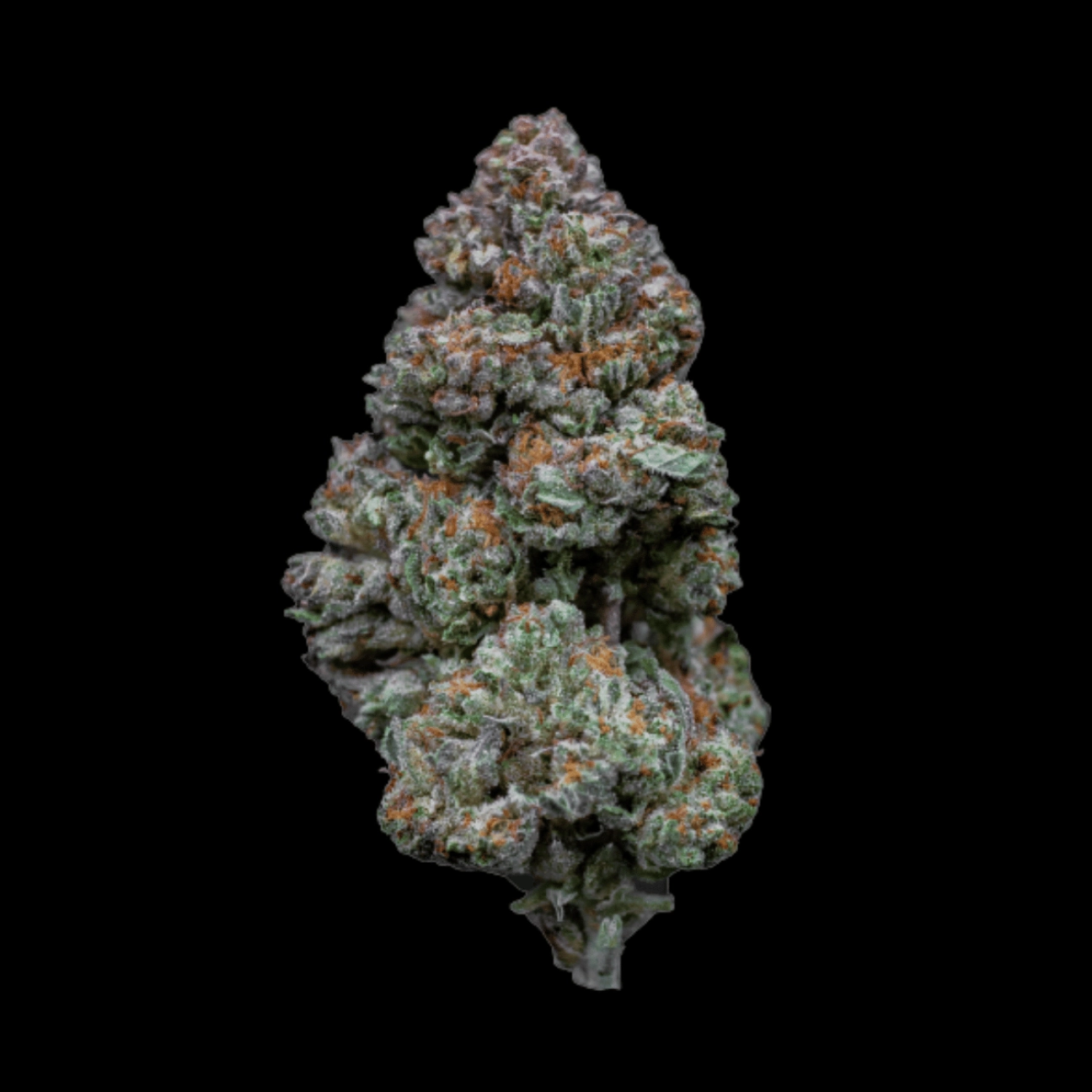 Rainbow Sherbert #11 – Growers Choice – Feminized