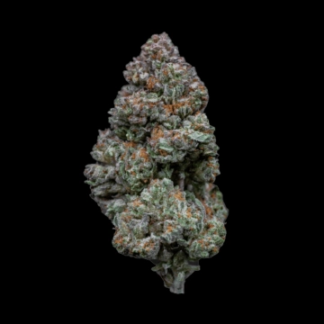 Rainbow Sherbert #11 Feminized cannabis flower bud by Growers Choice