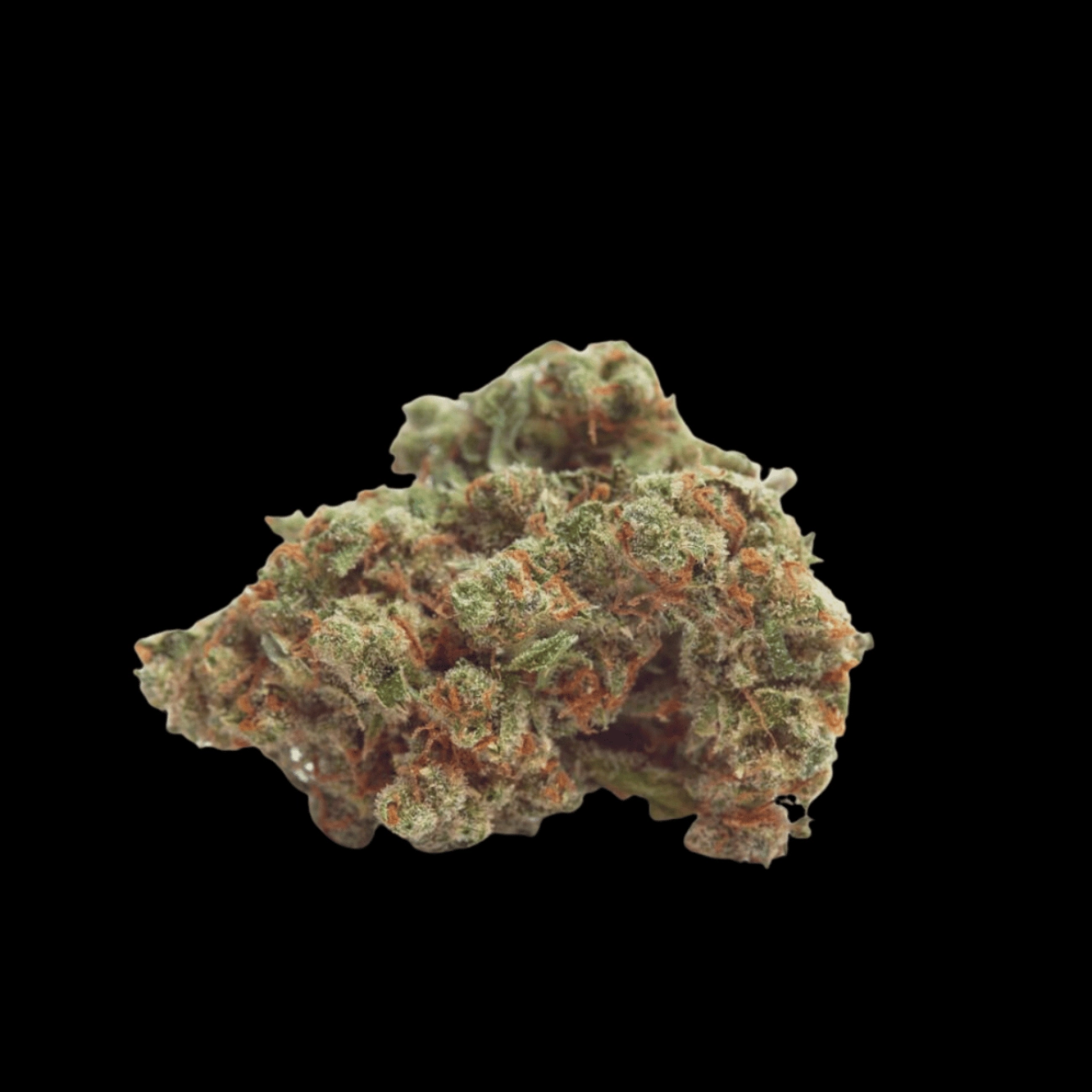 Gorilla Cookies Auto – Growers Choice – Autoflowering