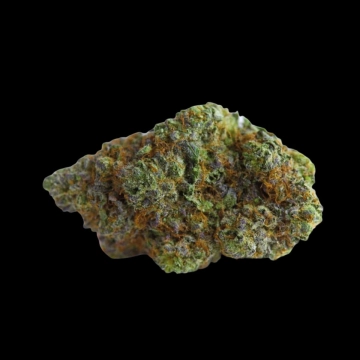 Blue Forest Berry Feminized cannabis flower bud by Growers Choice