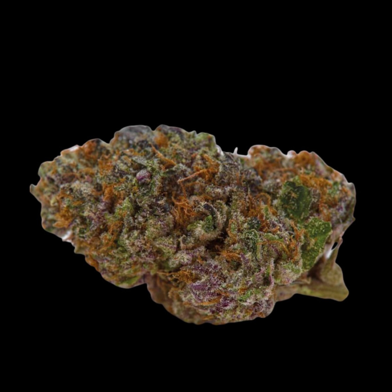 Blue Dream Sherbet – Growers Choice – Autoflowering