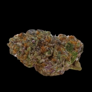 Blue Dream Sherbet Autoflowering cannabis flower bud by Growers Choice