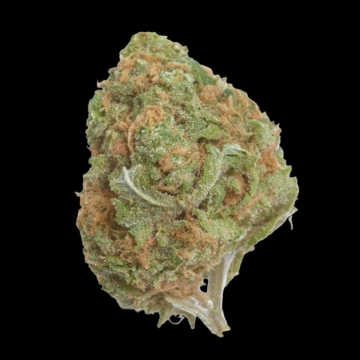 Banana Glue Feminized cannabis flower bud by Growers Choice