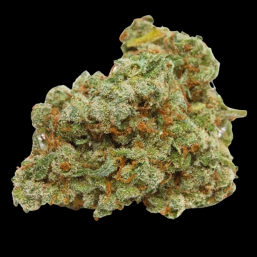 Banana Sherbet Feminized cannabis flower bud by Growers Choice