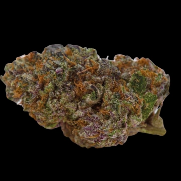 Blue Dream Sherbet Feminized cannabis flower bud by Growers Choice