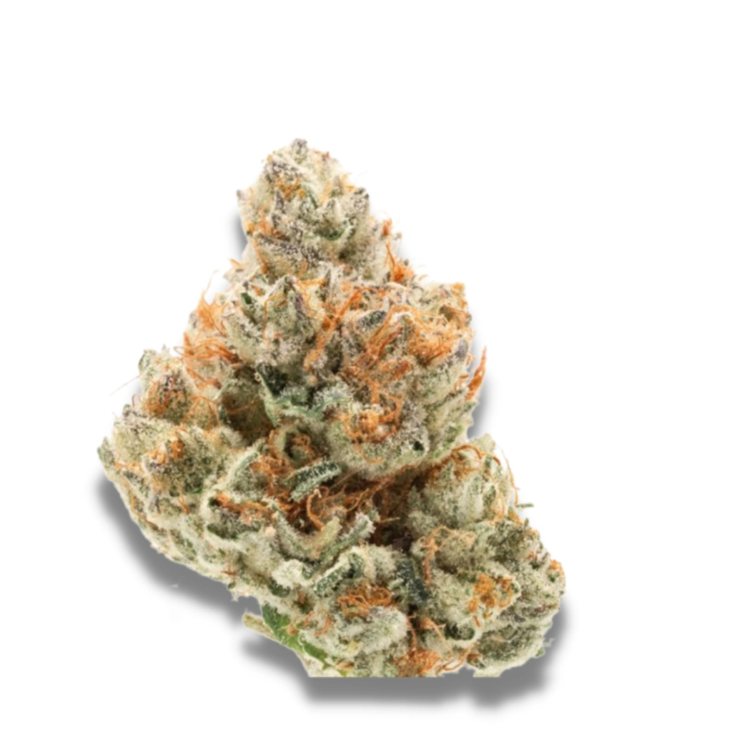 Chocolate Sherbet – Growers Choice – Feminized