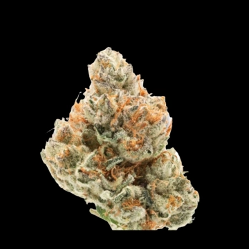 Chocolate Sherbet Feminized cannabis flower bud by Growers Choice