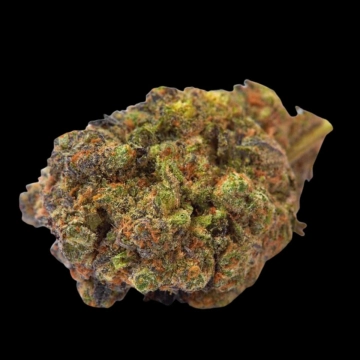 Wifi Punch Feminized cannabis flower bud by Growers Choice