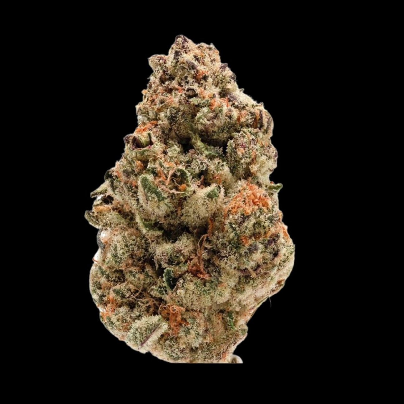 Rainbow Candy – Growers Choice – Autoflowering
