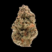 Rainbow Candy Autoflowering cannabis flower bud by Growers Choice