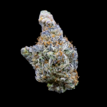 Mimosa Gusher Limited Edition Feminized cannabis flower bud by Growers Choice