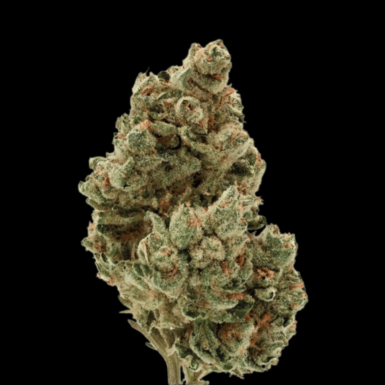 Frosty Gelato – Growers Choice – Autoflowering