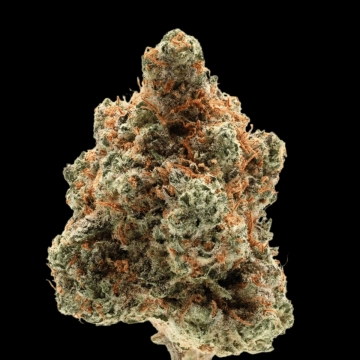 Monkey Glue Autoflowering cannabis flower bud by Growers Choice