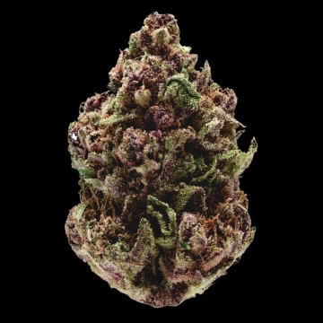 Pink Magic Fast Version Feminized cannabis flower bud by Growers Choice