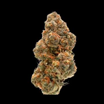 Weddingcake x Frosty Gelato Feminized cannabis flower bud by Growers Choice