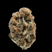 KO Kush Feminized cannabis flower bud by Growers Choice