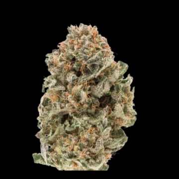 Mighty Amstel Freezeland (MAF) Feminized cannabis flower bud by Growers Choice