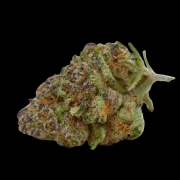 Purple Sunset Feminized cannabis flower bud by Growers Choice