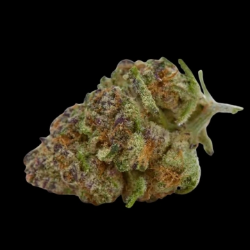 Purple Sunset Feminized cannabis flower bud by Growers Choice