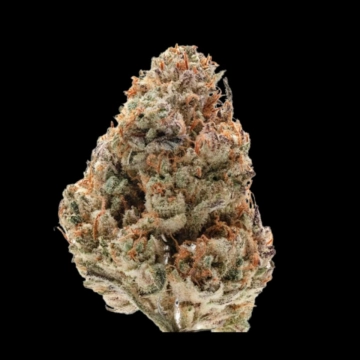 Silvergrape Sherbet Feminized cannabis flower bud by Growers Choice